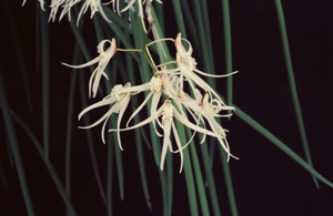 Den. teretifolium White Angels AM 80 pts.